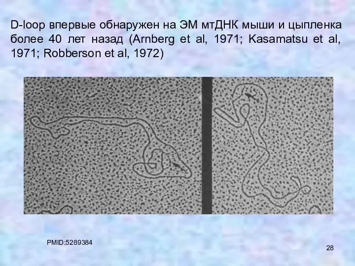 D-loop впервые обнаружен на ЭМ мтДНК мыши и цыпленка более