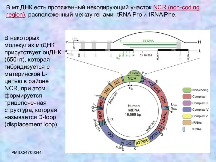 В мт ДНК есть протяженный некодирующий участок NCR (non-coding region),