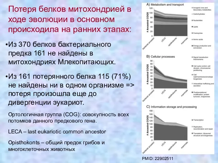 Потеря белков митохондрией в ходе эволюции в основном происходила на