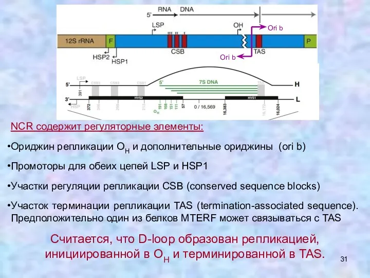 NCR содержит регуляторные элементы: Ориджин репликации OH и дополнительные ориджины