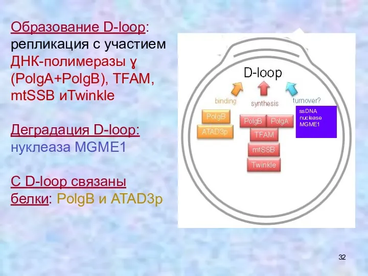 Образование D-loop: репликация с участием ДНК-полимеразы ɣ (PolgA+PolgB), TFAM, mtSSB