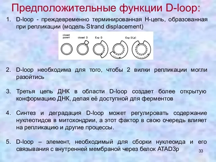 Предположительные функции D-loop: D-loop - преждевременно терминированная Н-цепь, образованная при