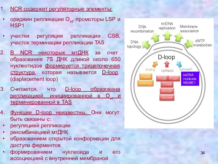 NCR содержит регуляторные элементы: ориджин репликации OH, промоторы LSP и