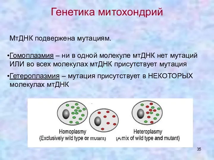 Генетика митохондрий МтДНК подвержена мутациям. Гомоплазмия – ни в одной