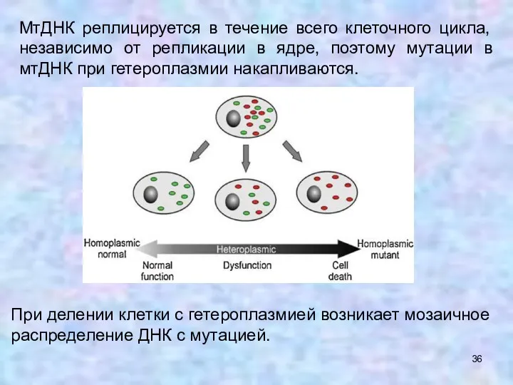 МтДНК реплицируется в течение всего клеточного цикла, независимо от репликации