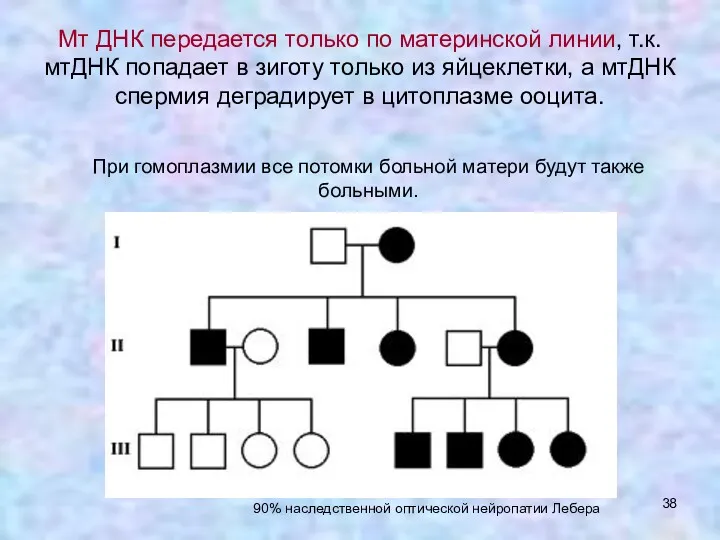 При гомоплазмии все потомки больной матери будут также больными. 90%