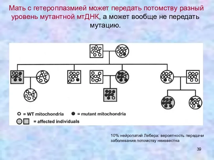 Мать с гетероплазмией может передать потомству разный уровень мутантной мтДНК,