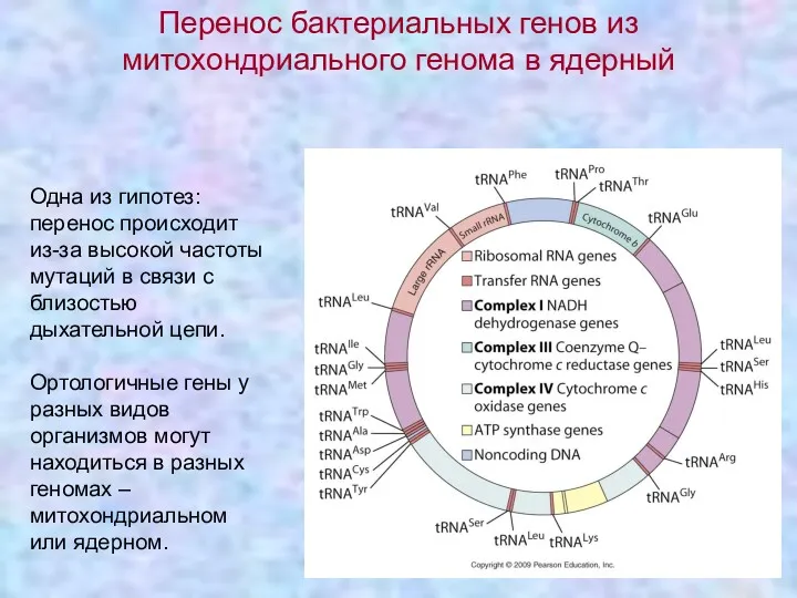 Одна из гипотез: перенос происходит из-за высокой частоты мутаций в