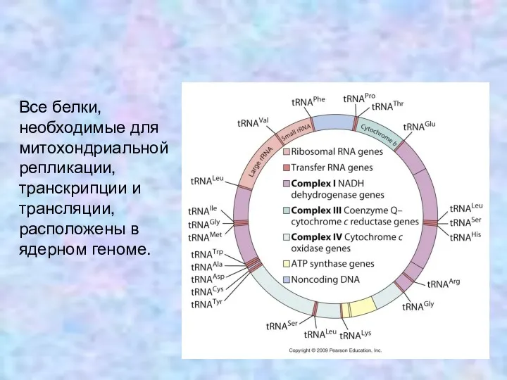 Все белки, необходимые для митохондриальной репликации, транскрипции и трансляции, расположены в ядерном геноме.