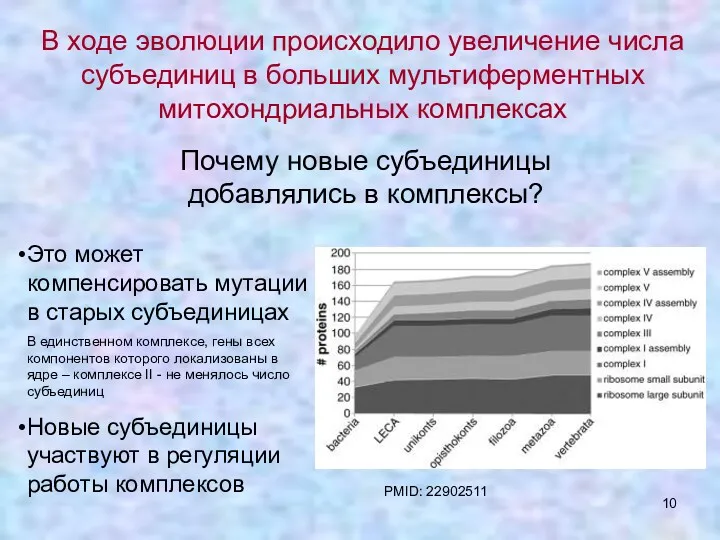 В ходе эволюции происходило увеличение числа субъединиц в больших мультиферментных