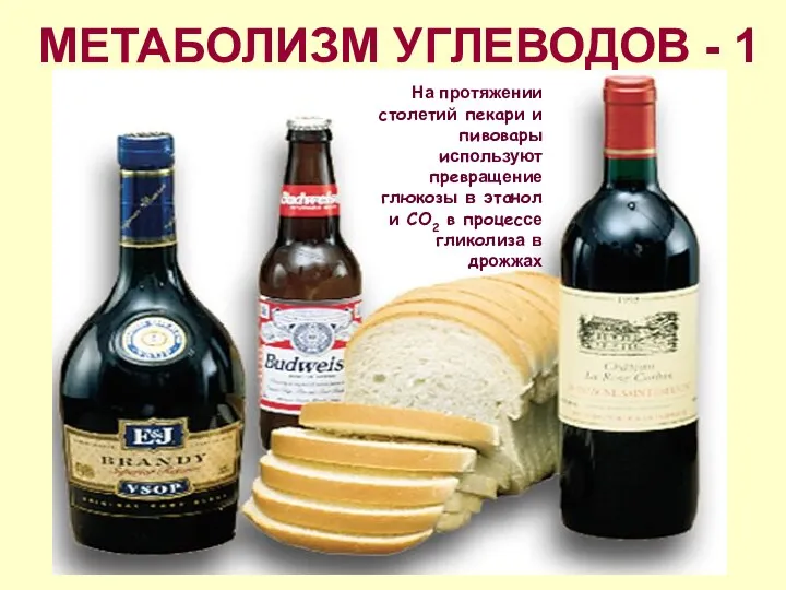 МЕТАБОЛИЗМ УГЛЕВОДОВ - 1 На протяжении столетий пекари и пивовары используют превращение глюкозы