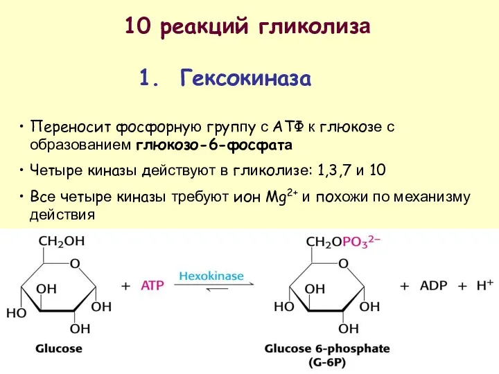 10 реакций гликолиза 1. Гексокиназа Переносит фосфорную группу с АТФ к глюкозе с