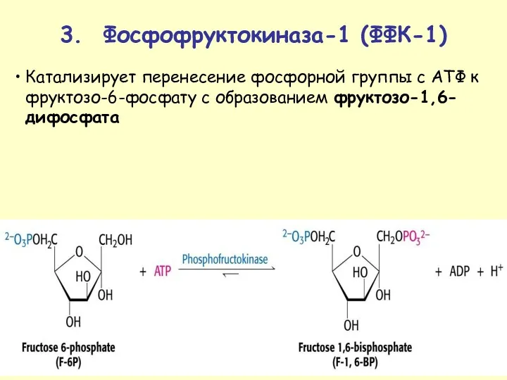 Катализирует перенесение фосфорной группы с АТФ к фруктозо-6-фосфату с образованием фруктозо-1,6-дифосфата 3. Фосфофруктокиназа-1 (ФФК-1)