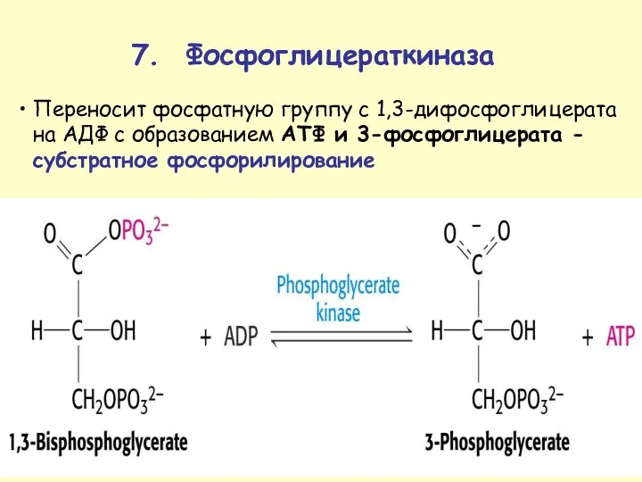 Переносит фосфатную группу с 1,3-дифосфоглицерата на АДФ с образованием ATФ и 3-фосфоглицерата -