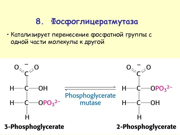 8. Фосфоглицератмутаза Катализирует перенесение фосфатной группы с одной части молекулы к другой