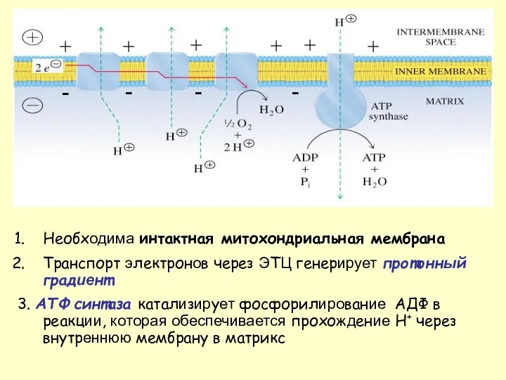 Необходима интактная митохондриальная мембрана Транспорт электронов через ЭТЦ генерирует протонный