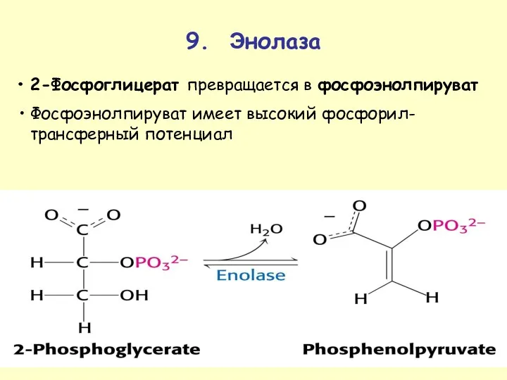9. Энолаза 2-Фосфоглицерат превращается в фосфоэнолпируват Фосфоэнолпируват имеет высокий фосфорил-трансферный потенциал