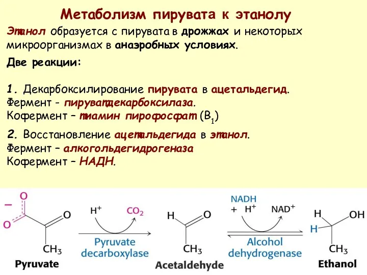 Метаболизм пирувата к этанолу Этанол образуется с пирувата в дрожжах