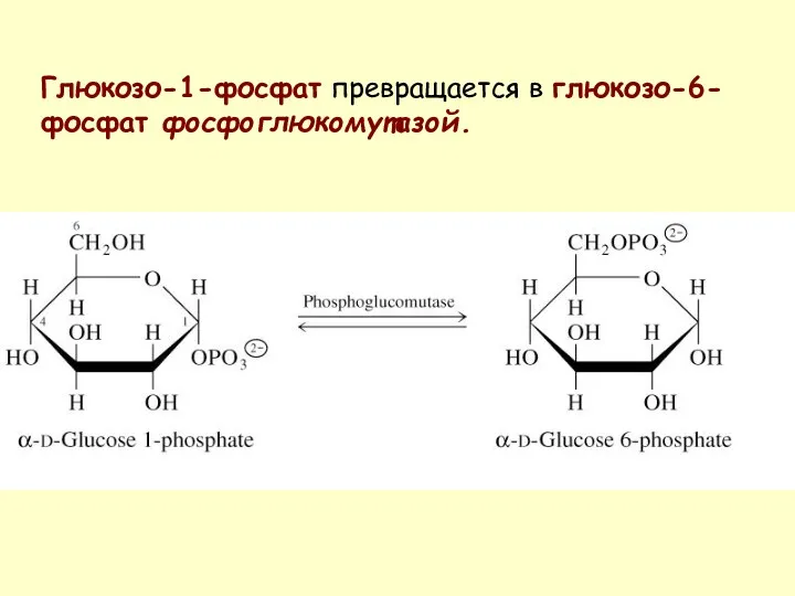 Глюкозо-1-фосфат превращается в глюкозо-6-фосфат фосфоглюкомутазой.