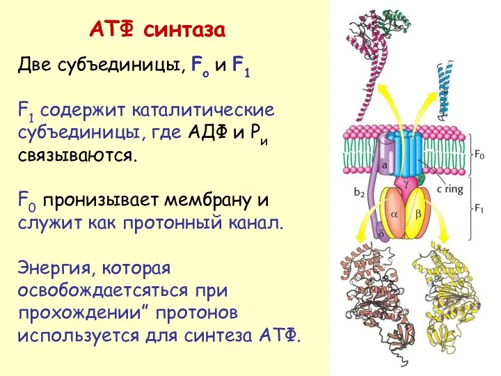 АТФ синтаза Две субъединицы, Fo и F1 F1 содержит каталитические субъединицы, где АДФ