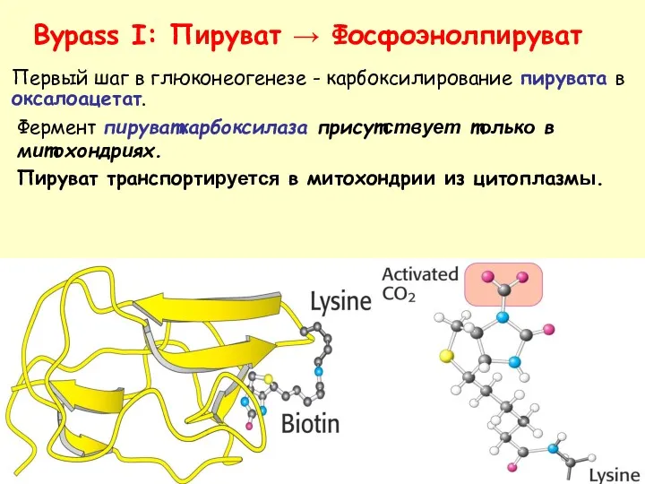 Bypass I: Пируват → Фосфоэнолпируват Фермент пируваткарбоксилаза присутствует только в митохондриях. Пируват транспортируется