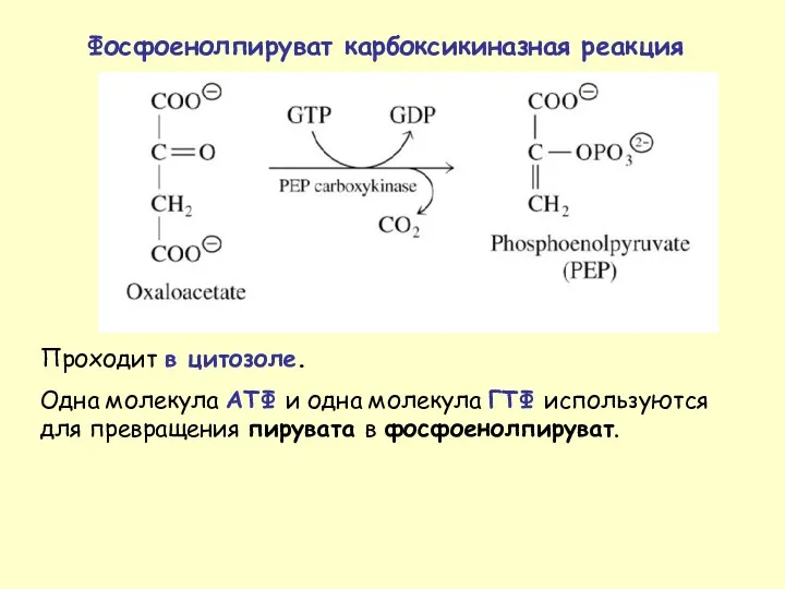 Проходит в цитозоле. Одна молекула АТФ и одна молекула ГТФ используются для превращения