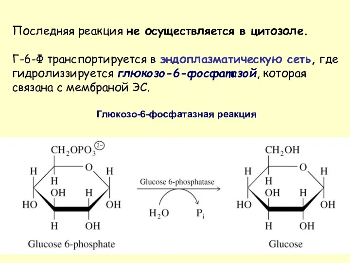 Последняя реакция не осуществляется в цитозоле. Г-6-Ф транспортируется в эндоплазматическую сеть, где гидролиззируется