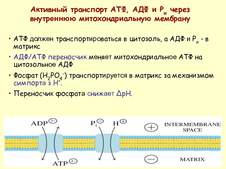 АТФ должен транспортироваться в цитозоль, а АДФ и Pи - в матрикс AДФ/ATФ
