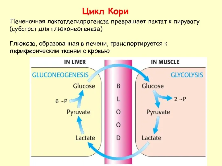 Цикл Кори Печеночная лактатдегидрогеназа превращает лактат к пирувату (субстрат для глюконеогенеза) Глюкоза, образованная