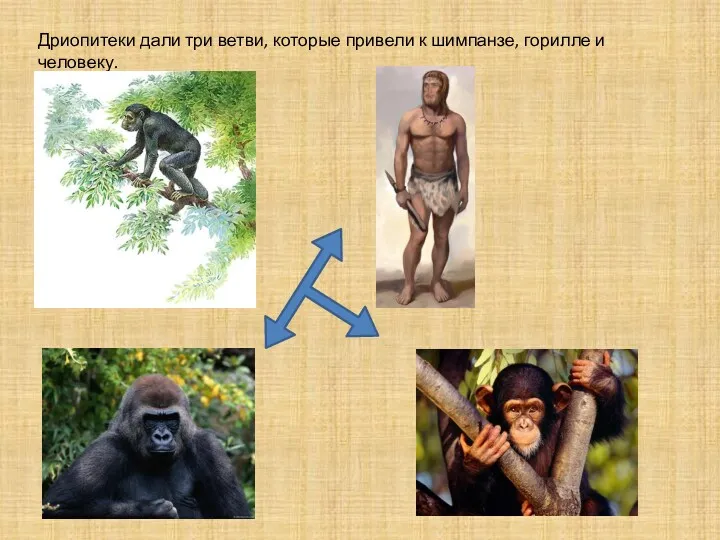 Дриопитеки дали три ветви, которые привели к шимпанзе, горилле и человеку.