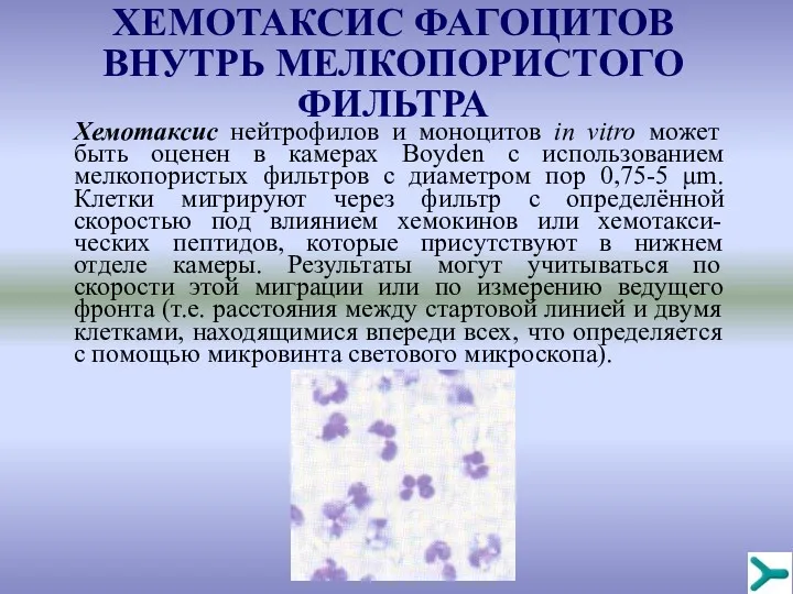 Хемотаксис нейтрофилов и моноцитов in vitro может быть оценен в