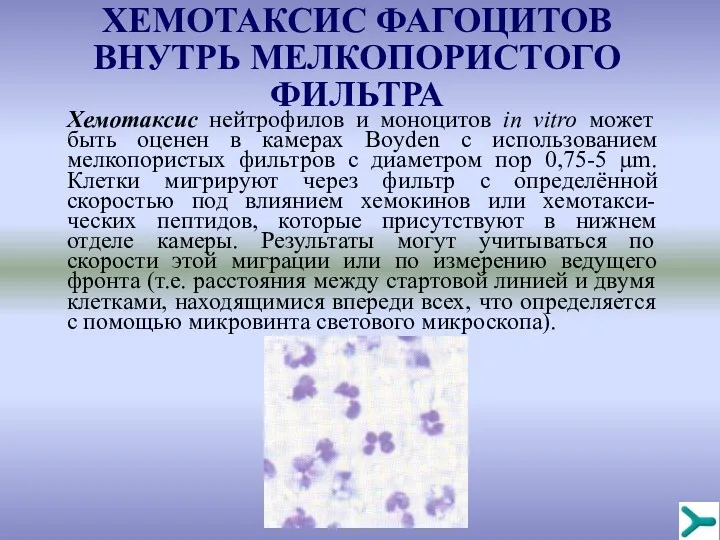 Хемотаксис нейтрофилов и моноцитов in vitro может быть оценен в камерах Boyden с