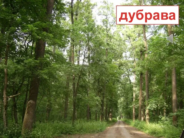 дубрава