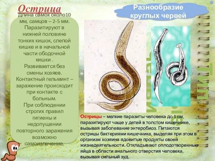 Разнообразие круглых червей Тип Круглые черви Острица Длина самок около10