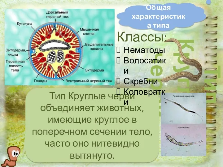 Общая характеристика типа Тип Круглые черви Тип Круглые черви объединяет