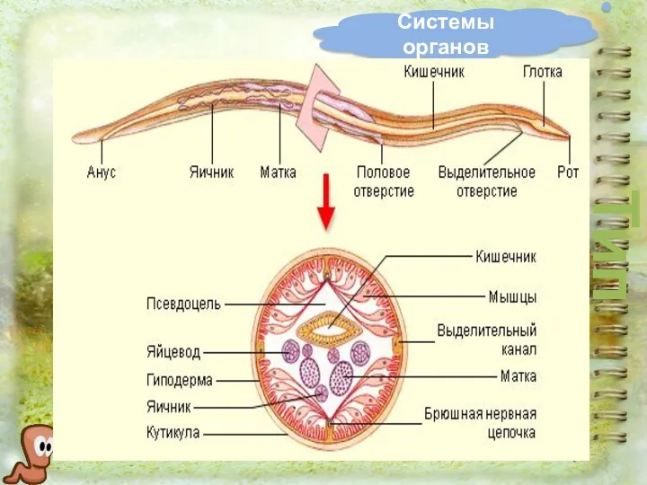 Системы органов Тип Круглые черви