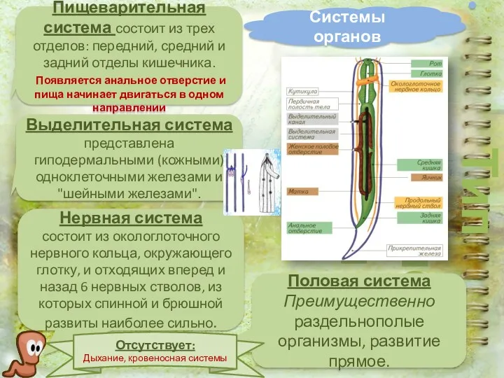 Системы органов Тип Круглые черви Пищеварительная система состоит из трех