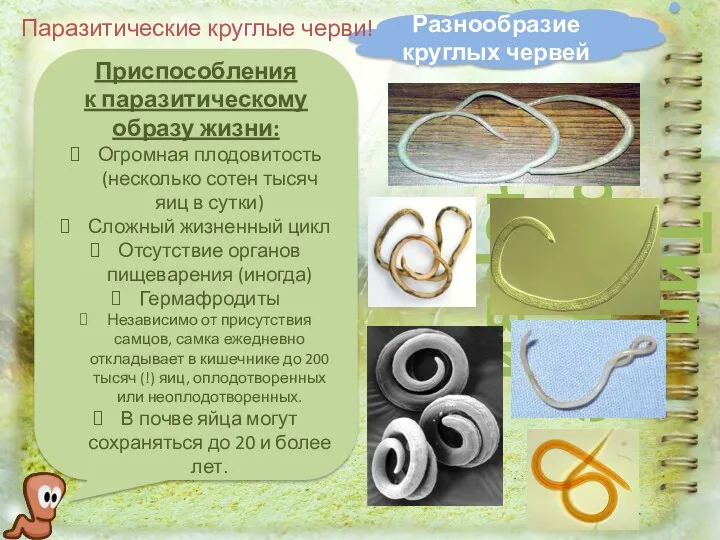Разнообразие круглых червей Тип Круглые черви Паразитические круглые черви! Приспособления