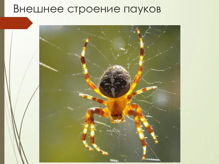 Внешнее строение пауков