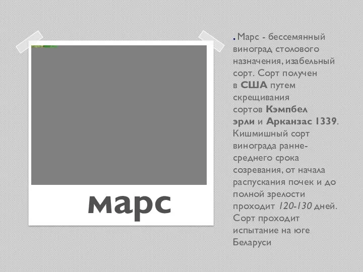 . Марс - бессемянный виноград столового назначения, изабельный сорт. Сорт