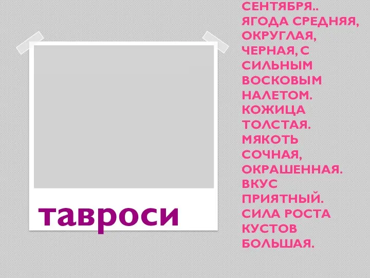 ТАВРОСИ – ВИННЫЙ СОРТ ВИНОГРАДА. СОЗРЕВАЕТ В НАЧАЛЕ СЕНТЯБРЯ.. ЯГОДА