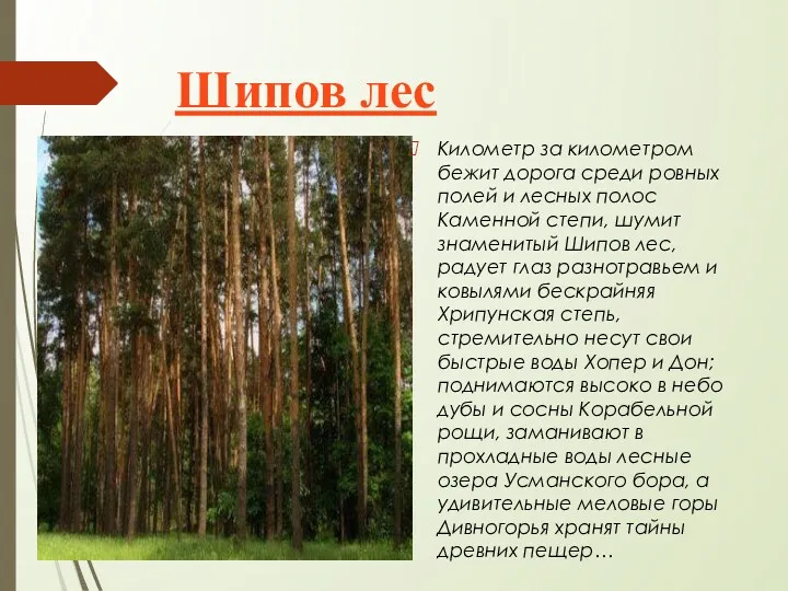 Шипов лес Километр за километром бежит дорога среди ровных полей