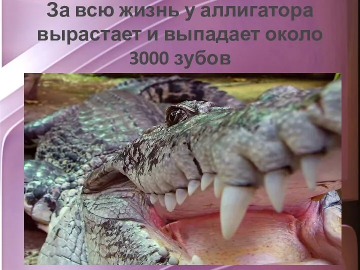 За всю жизнь у аллигатора вырастает и выпадает около 3000 зубов