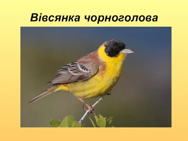 Вівсянка чорноголова