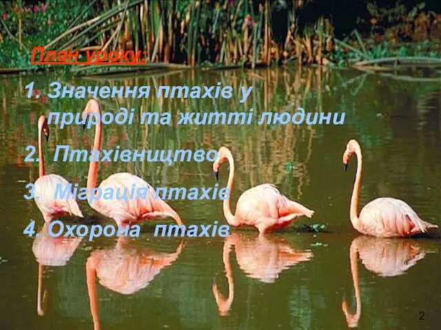 План уроку: Значення птахів у природі та житті людини Птахівництво Міграція птахів Охорона птахів 2