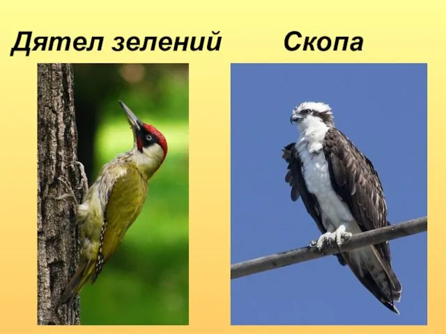 Дятел зелений Скопа