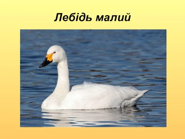 Лебідь малий