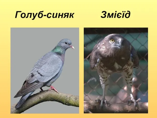 Голуб-синяк Змієїд