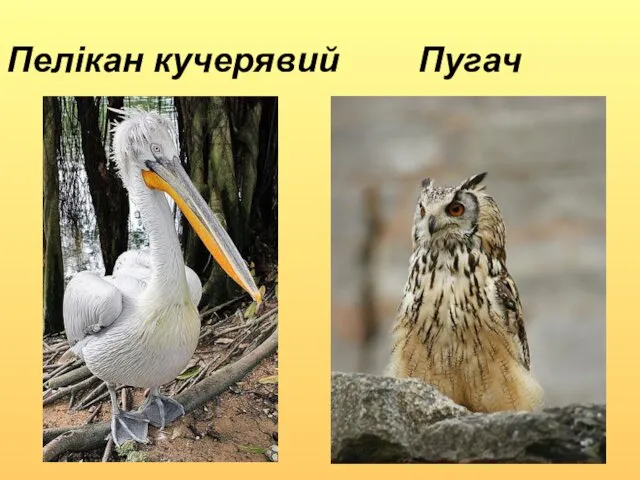 Пелікан кучерявий Пугач