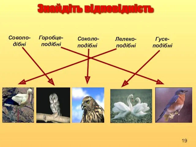 Знайдіть відповідність Совопо-дібні Горобце-подібні Соколо-подібні Лелеко-подібні Гусе- подібні 19
